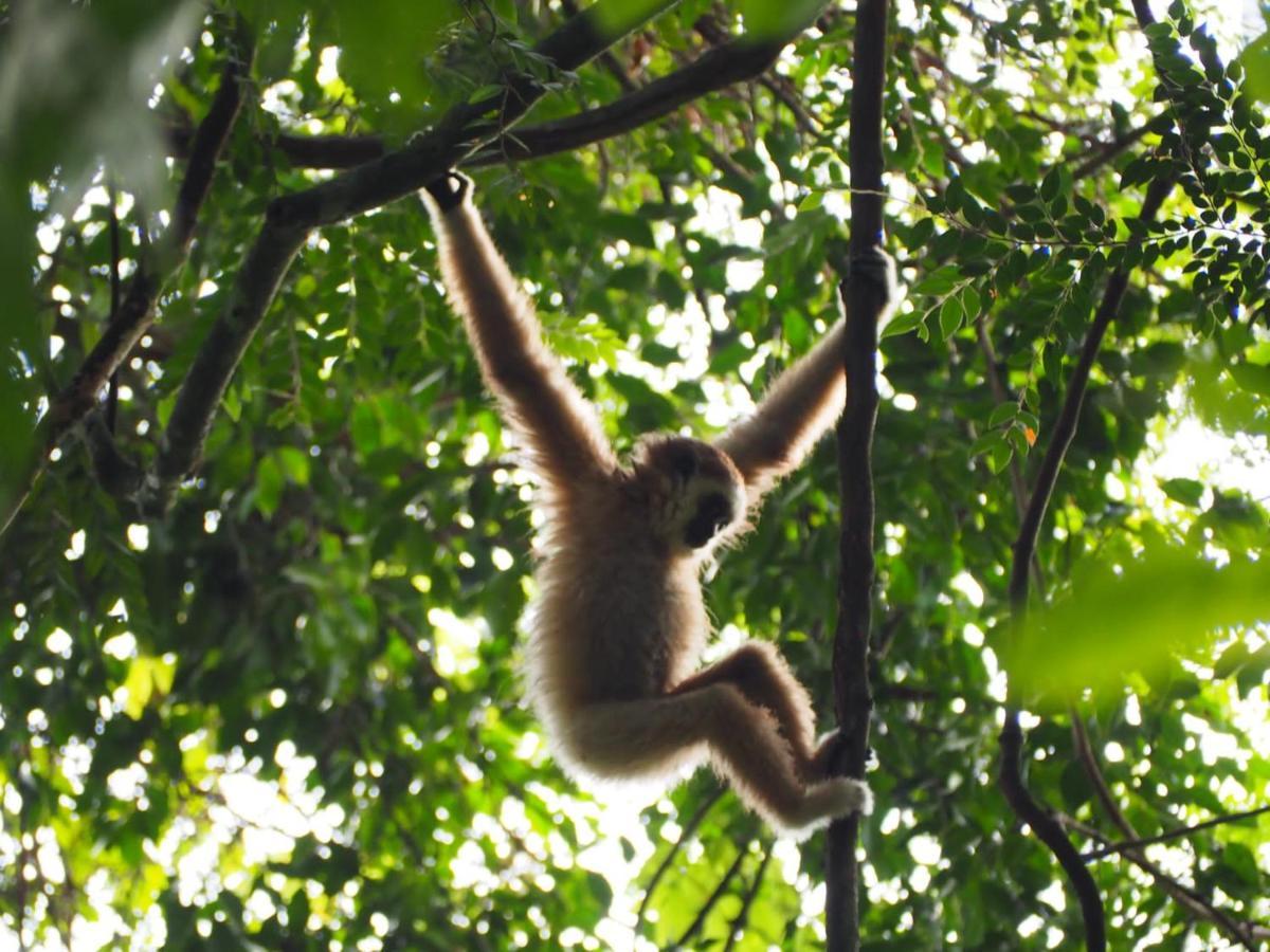 Lucky Bamboo'Bungalows-Resto And Orangutan Jungle Trekking Tours Bukit Lawang Exterior foto