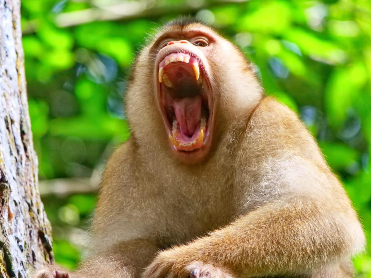 Lucky Bamboo'Bungalows-Resto And Orangutan Jungle Trekking Tours Bukit Lawang Exterior foto