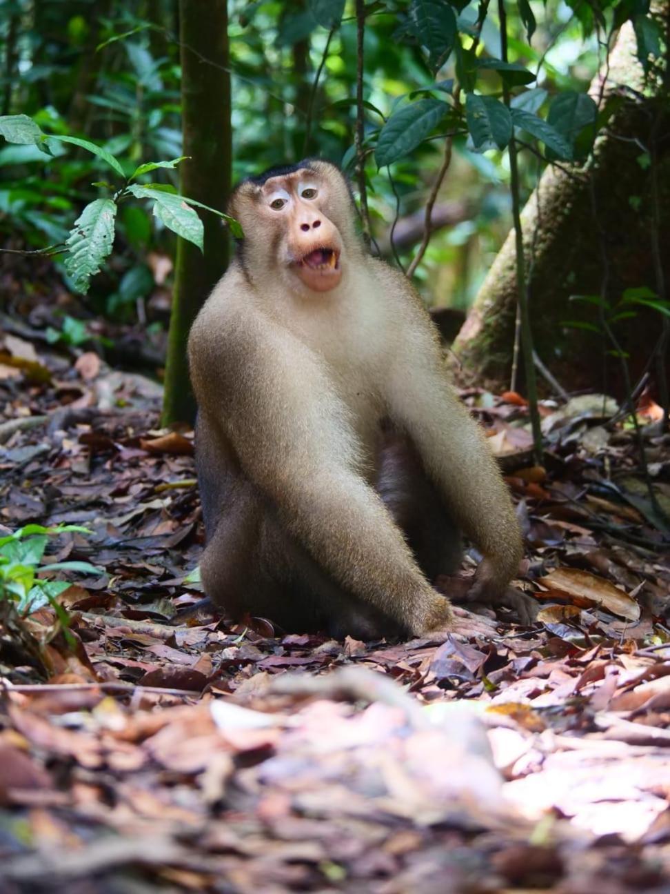 Lucky Bamboo'Bungalows-Resto And Orangutan Jungle Trekking Tours Bukit Lawang Exterior foto