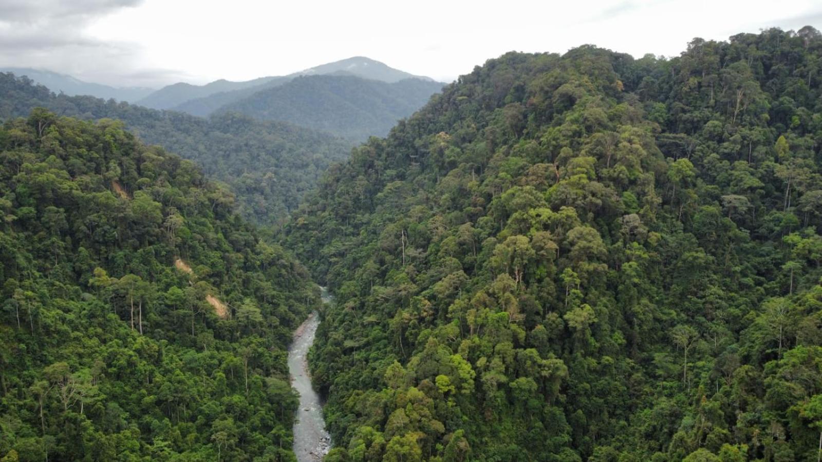 Lucky Bamboo'Bungalows-Resto And Orangutan Jungle Trekking Tours Bukit Lawang Exterior foto