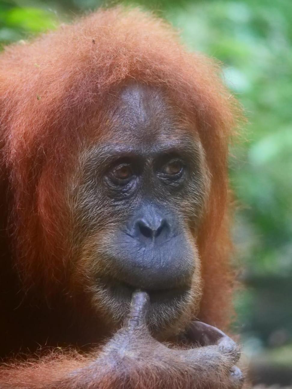 Lucky Bamboo'Bungalows-Resto And Orangutan Jungle Trekking Tours Bukit Lawang Exterior foto