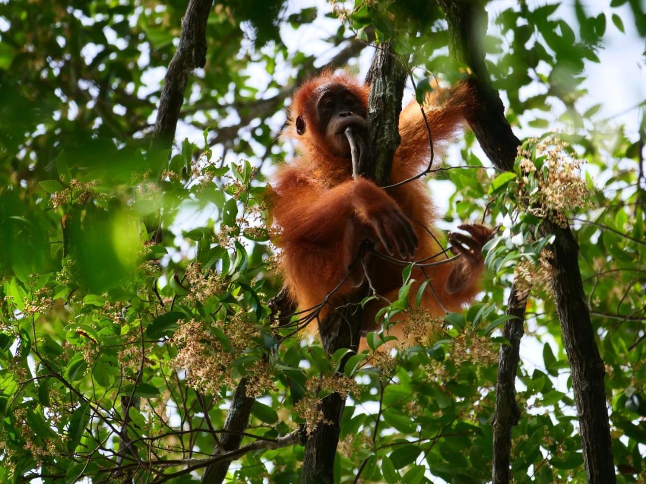 Lucky Bamboo'Bungalows-Resto And Orangutan Jungle Trekking Tours Bukit Lawang Exterior foto